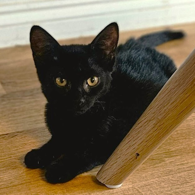 Photo of Chiko