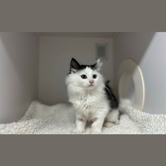 Photo of Pixie