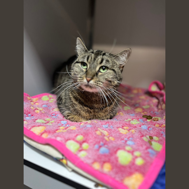 Photo of Sweet Pea