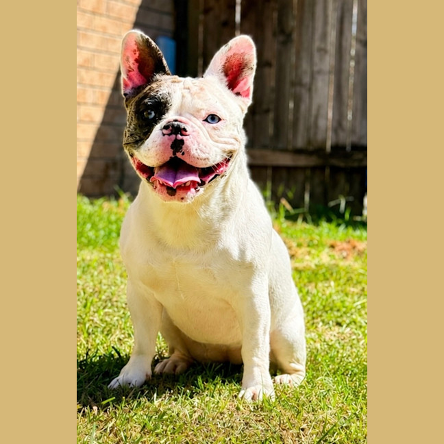 Photo of Lulu