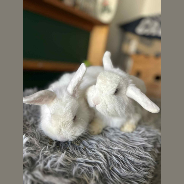Photo of Boogie (W Tim Tam)