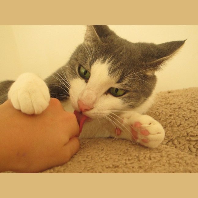 Photo of Maisey