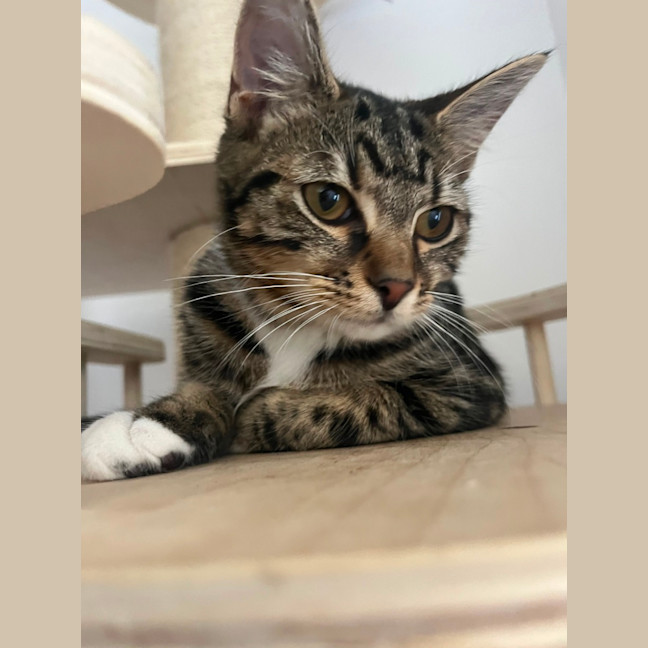 Photo of Sass
