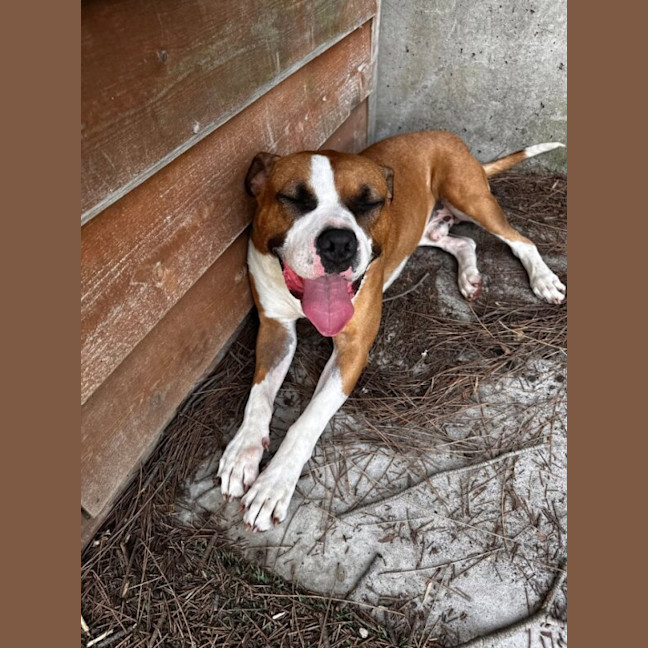 Photo of Mambo