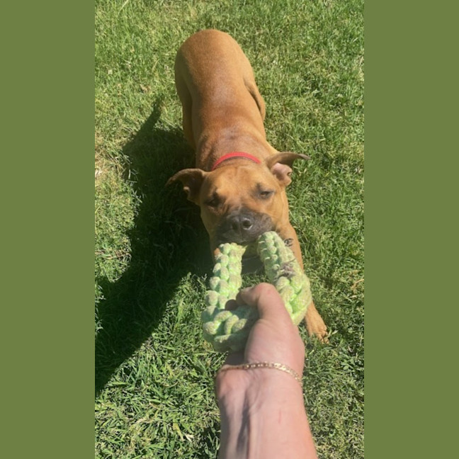 Photo of Freddie 🐾 2yo Staffy X