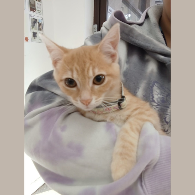 Photo of Bollinger *Meet Me At Pet Stock Birkenhead*