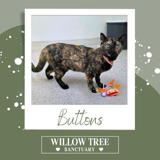 Photo of Buttons