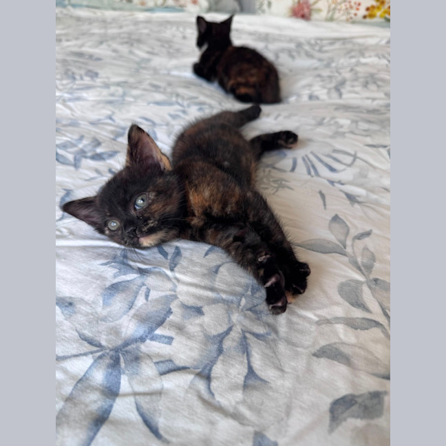 Photo of Gypsy 🧡