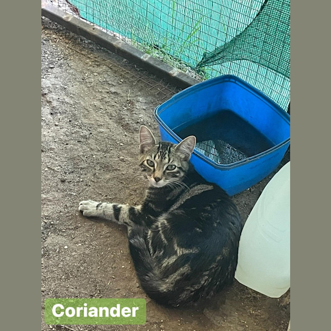 Photo of Corriander