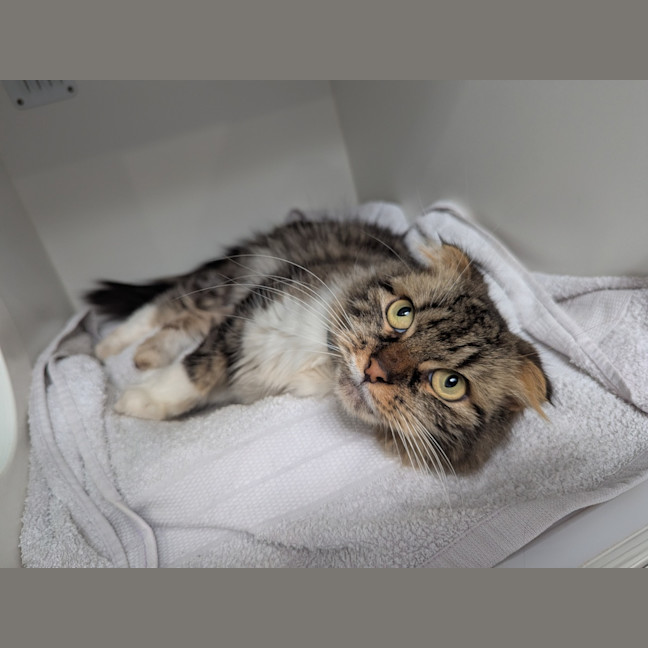 Photo of Tinkerbell