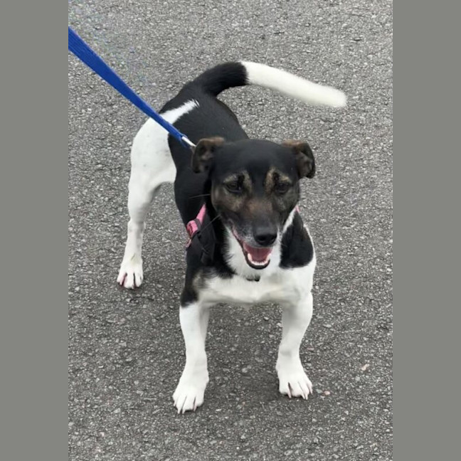 Photo of Boot Scootin Bill