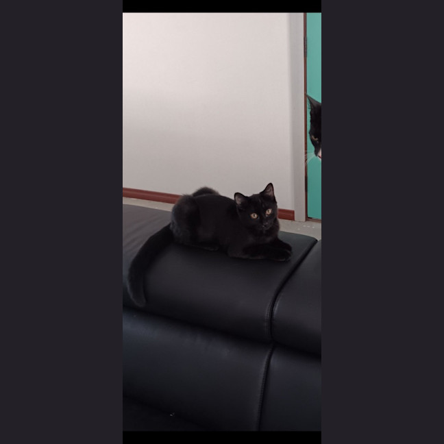 Photo of Bonnie *Fostered In Perth