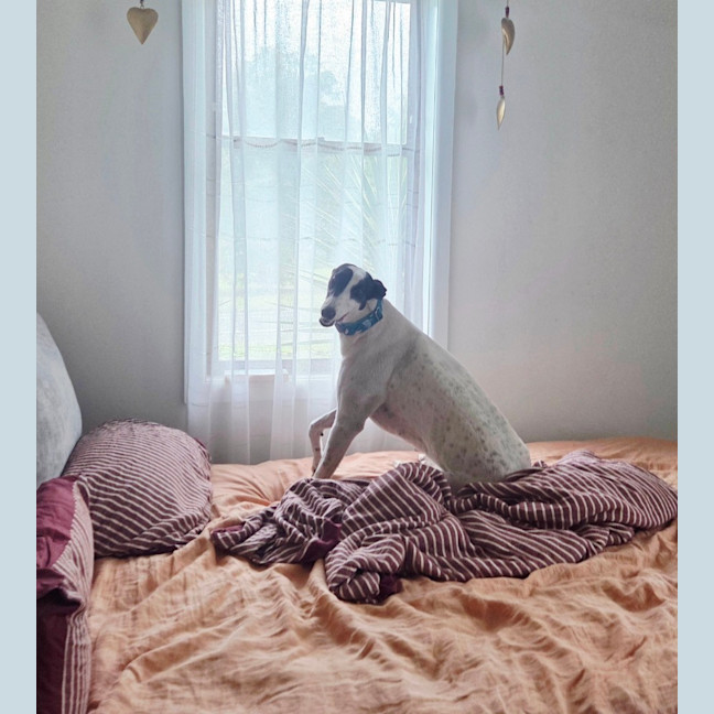 Photo of Bessie, The Greyhound