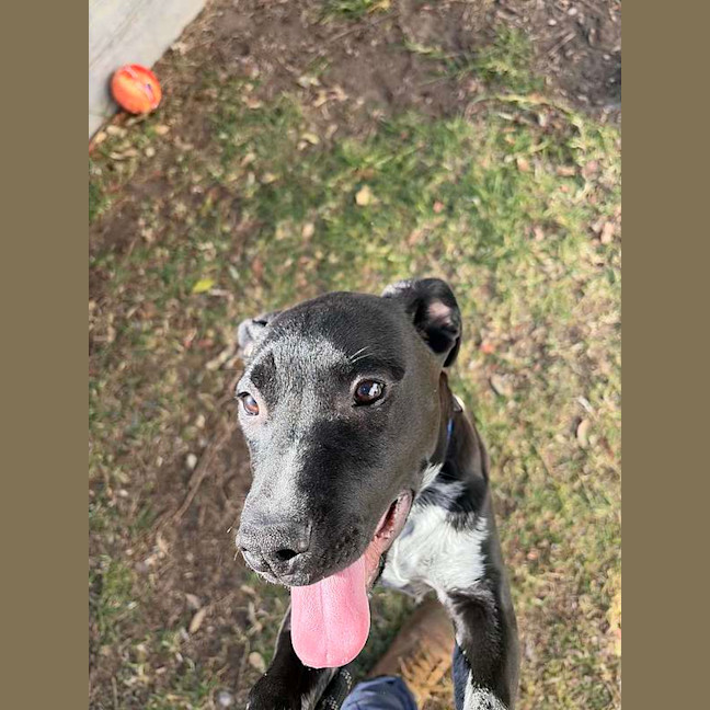 Photo of Rosco
