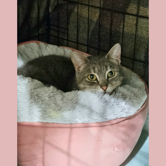 Photo of Rue