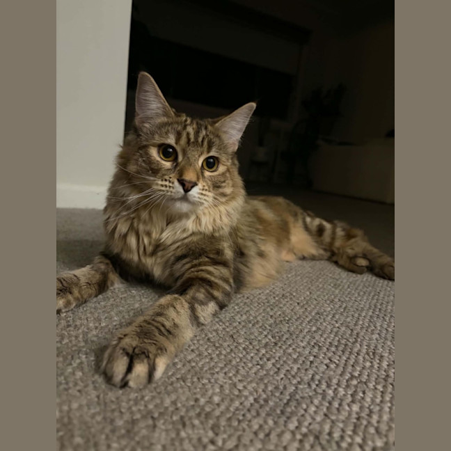 Photo of Maple