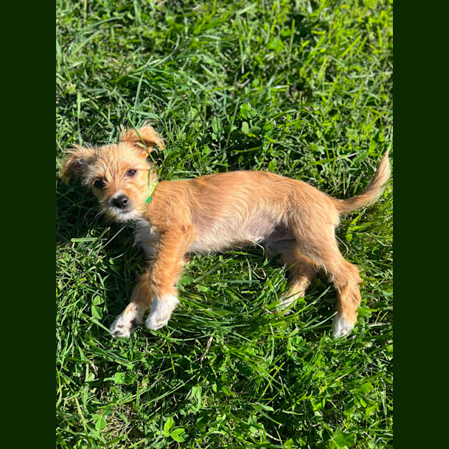 Photo of Denali