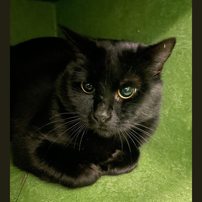 Photo of Sesame
