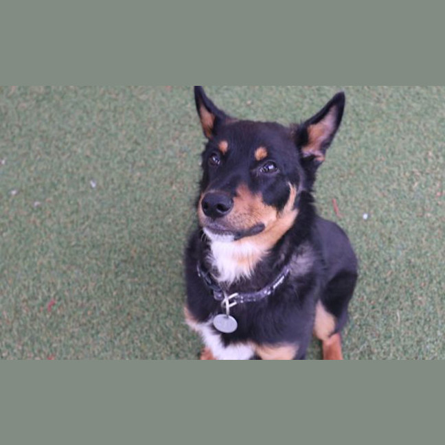 Photo of Koda