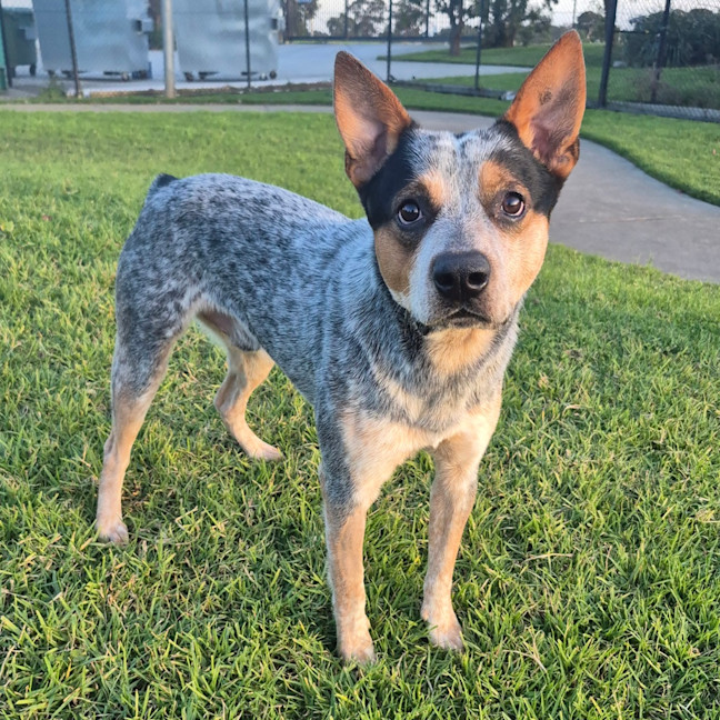 Photo of Toby 