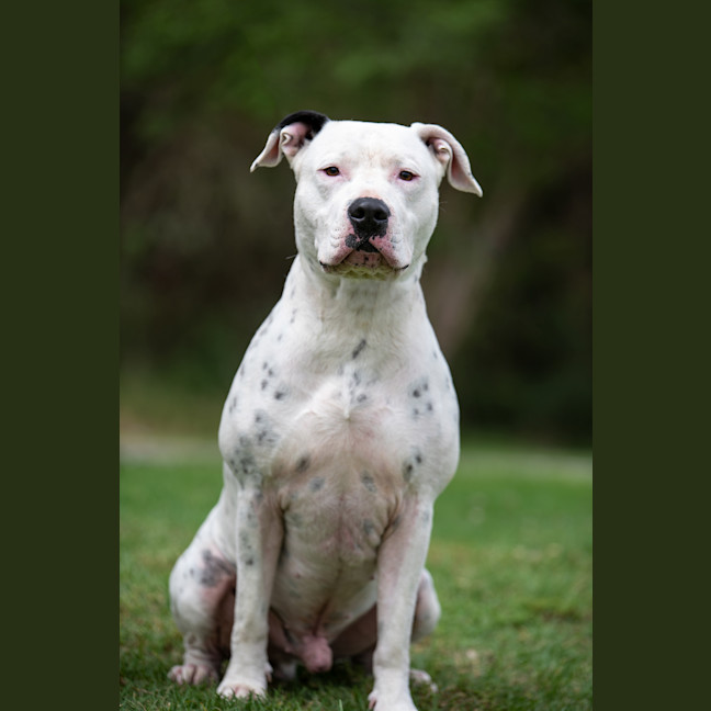Photo of Houdini