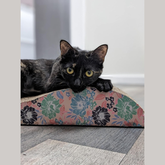 Photo of Hazel & Olive  Located In Keilor Downs