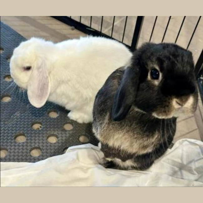 Photo of Digger & Fluff Fluff