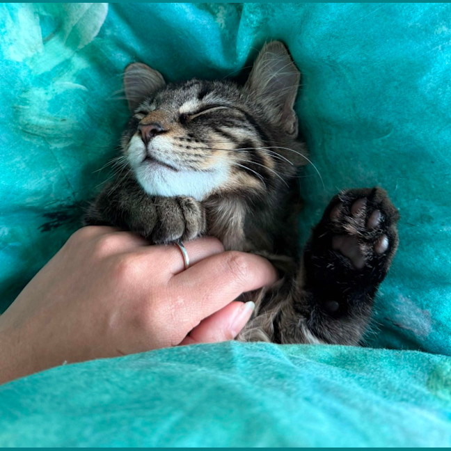 Photo of Lilly & Banjo