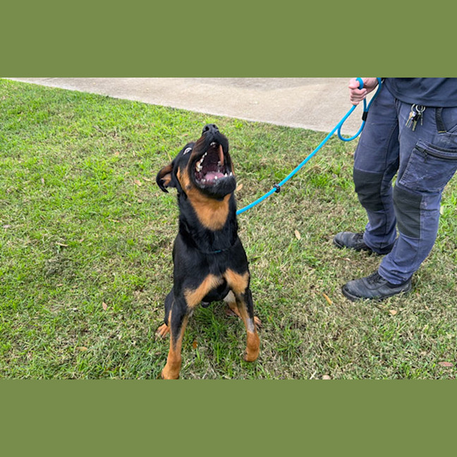 Photo of Sarge