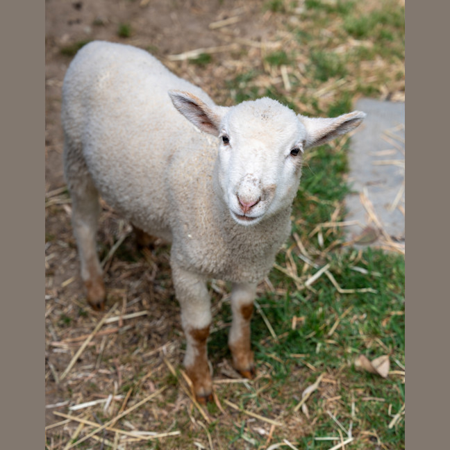 Photo of Lamborghini