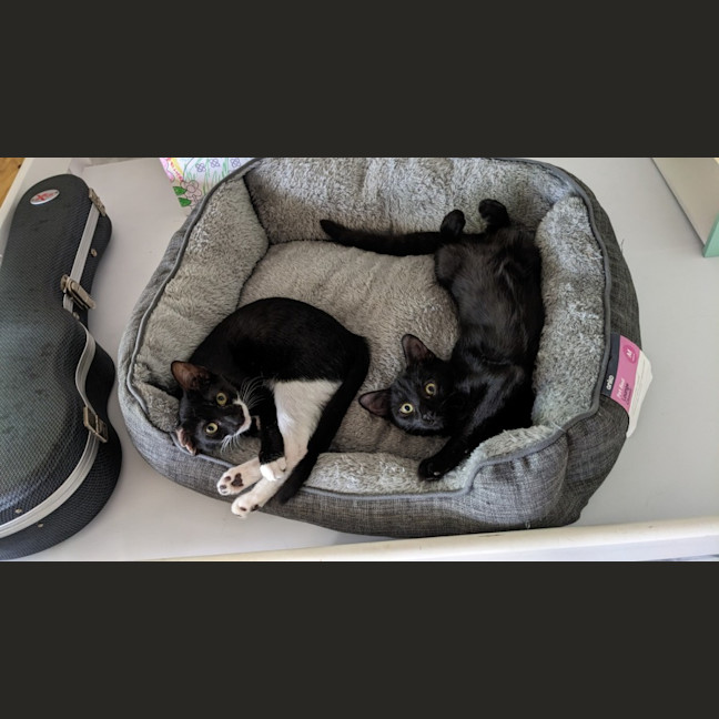 Photo of Kiki (With Nemo)