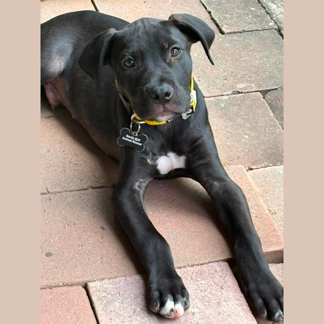 Photo of Kuro