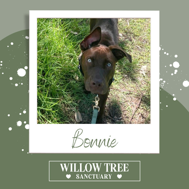 Photo of Bonnie