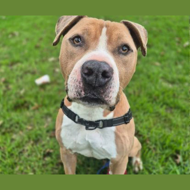 Photo of Tyson