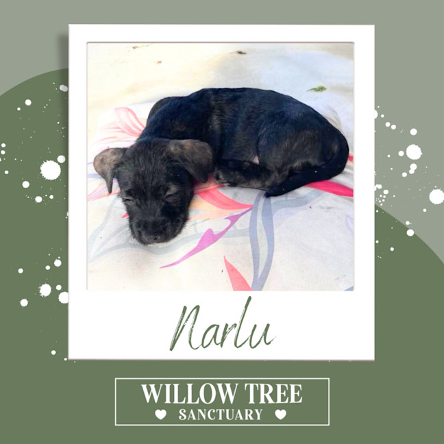 Photo of Narlu 