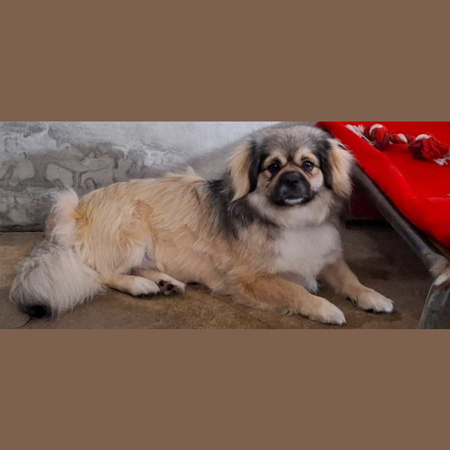 Photo of Lady And Zeus