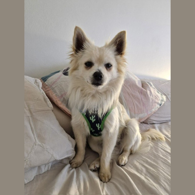 Photo of Dumpling   10 Month Old Pomeranian X Spitz