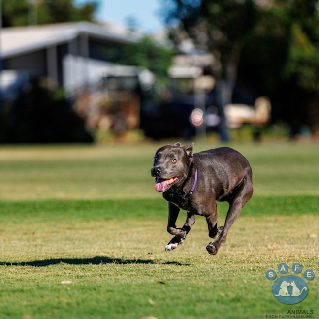 Photo of Asha
