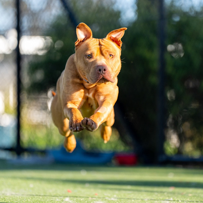 Photo of Theo Imp 690