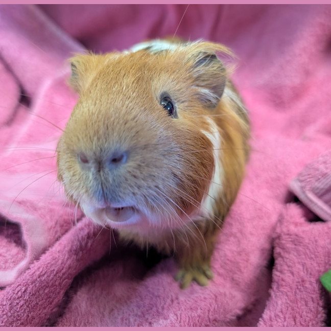 Photo of Brownie