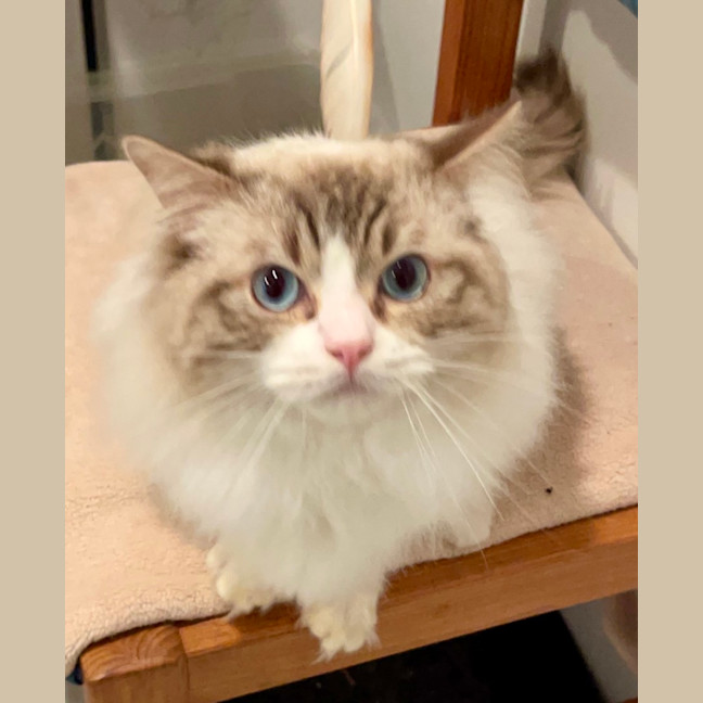 Photo of Fudge