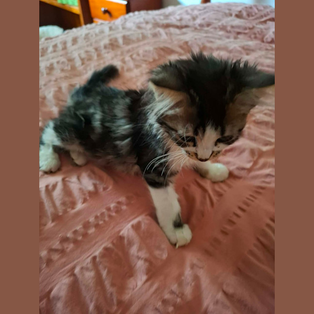 Photo of Miracle ** 2nd Chance Cat Rescue **