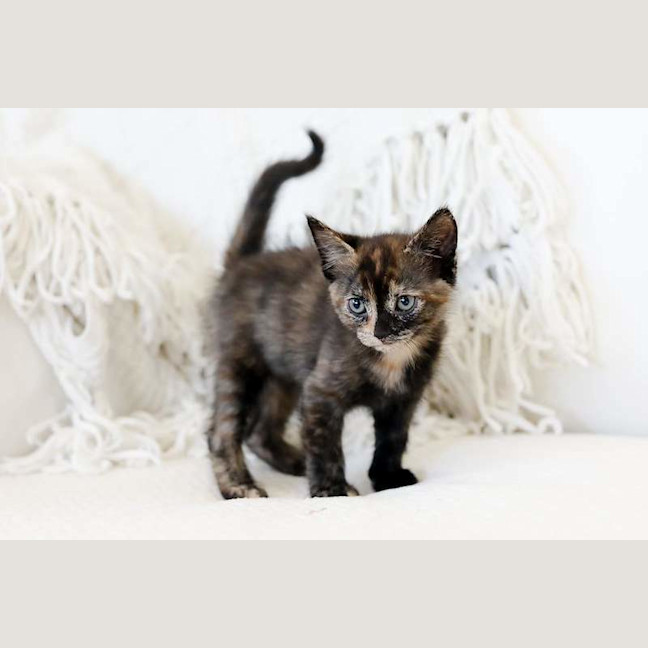 Photo of Junie
