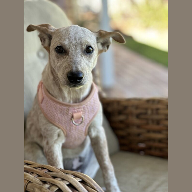 Photo of Sasha