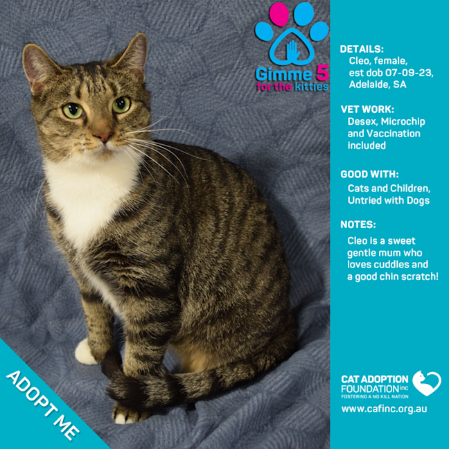 Photo of Cleo Only $50 Limited Time!