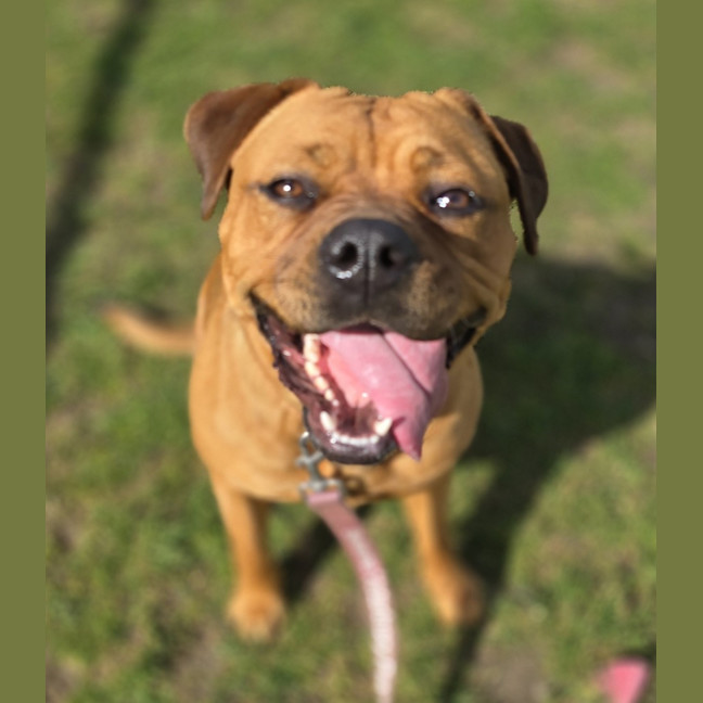 Photo of Simba (64129)
