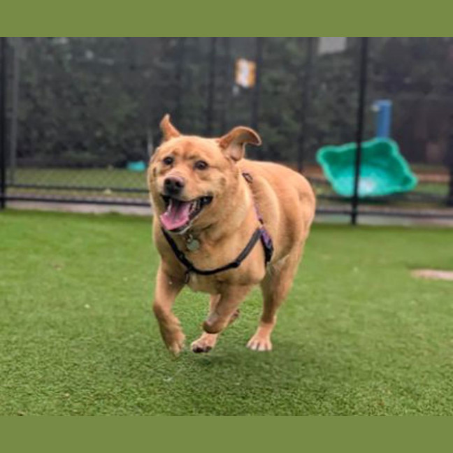 Photo of Goldie