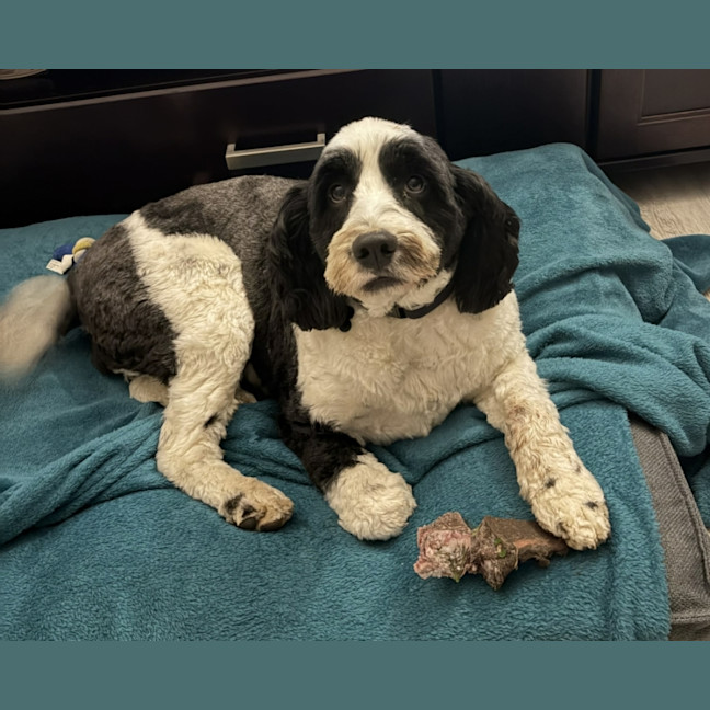 Photo of Pippa