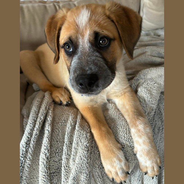 Photo of Oakley   12 Week Old Cattle Dog X Mastiff (Trial)