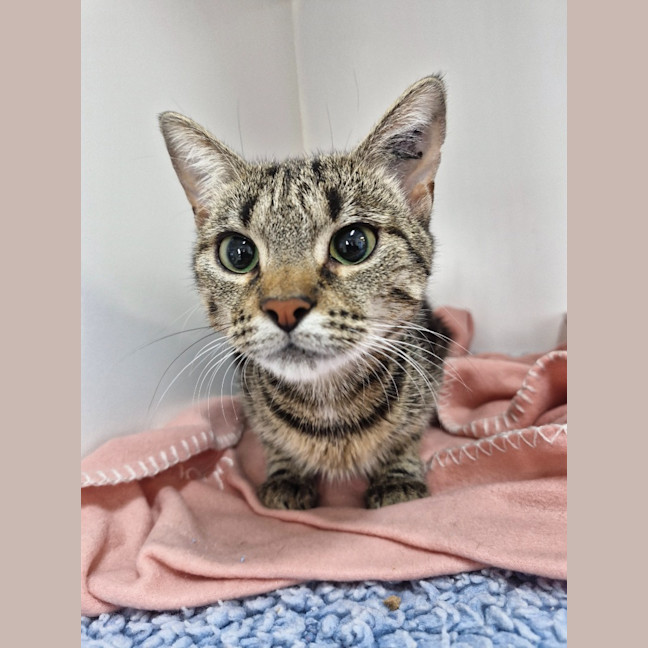 Photo of Chillie   Petstock Invermay